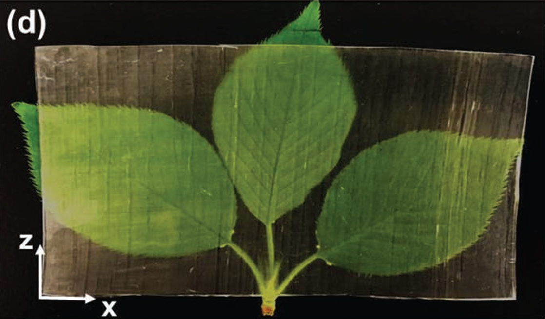 Photo of the obtained transparent wood (100 mm  × 50 mm  × 0.8 mm) with high transmittance and low haze.
