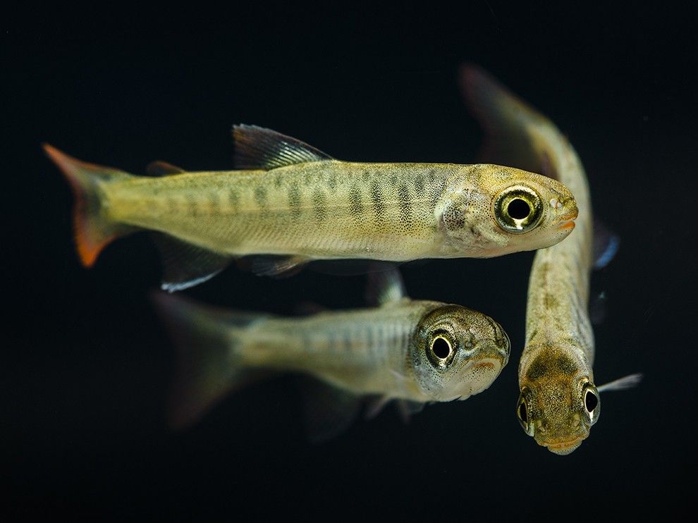 Bacteria-free salmon can make all fish more disease resistant - The ...