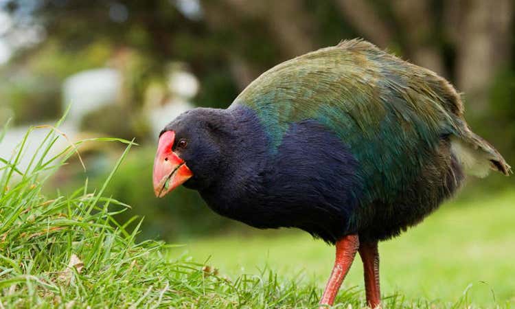 Endangered New Zealand bird caught fighting ‘at risk’ reptile in rare footage