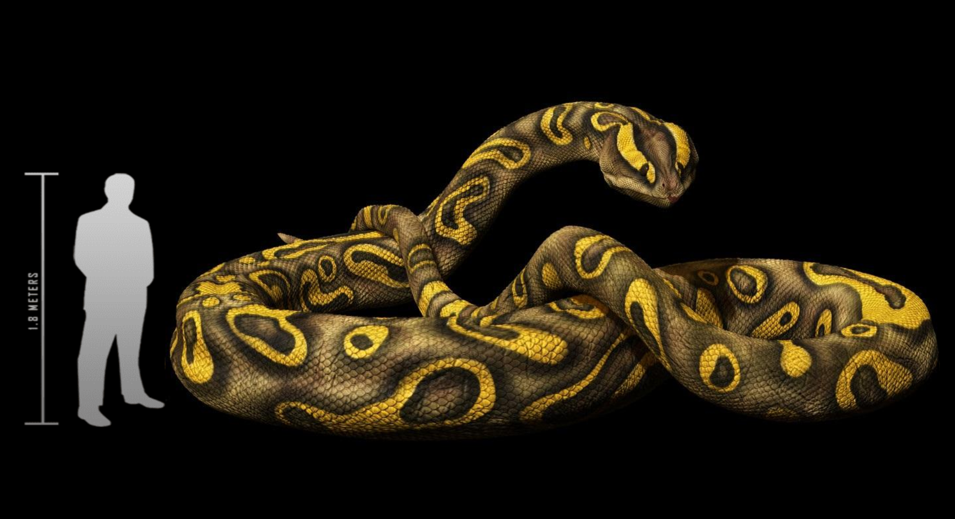 2 feet long snake