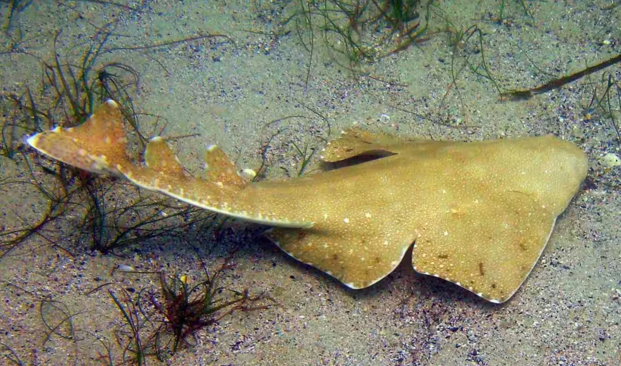 Shark species thought extinct for over 200 years discovered alive off