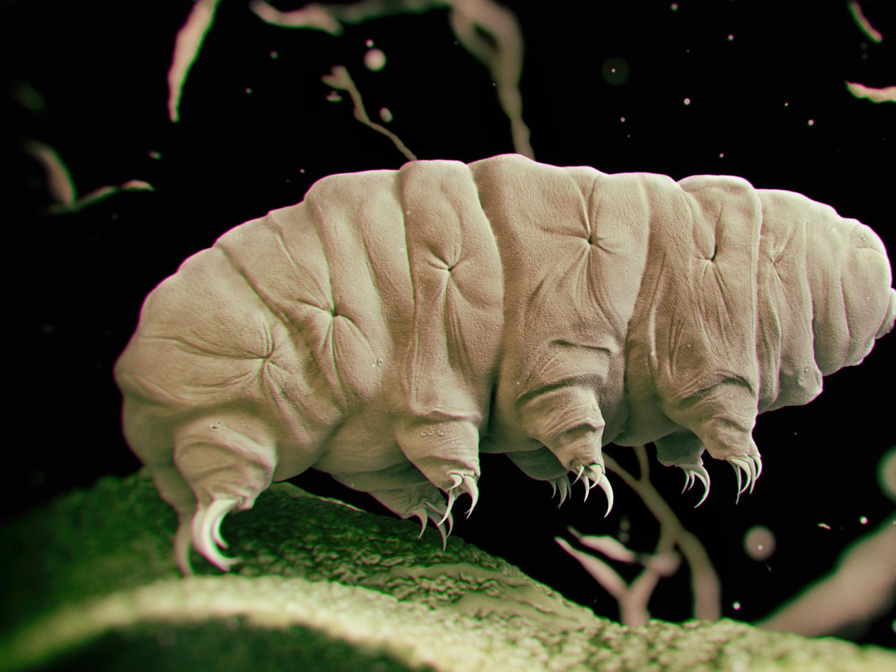 Tardigrade proteins can slow human metabolism and aging, study finds