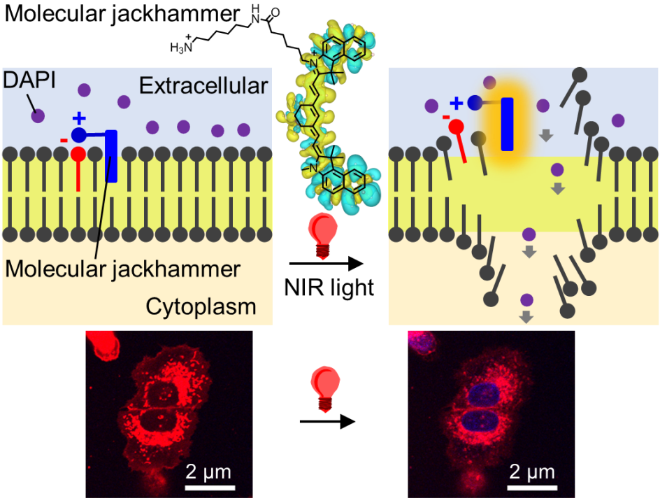 The structure of an aminocyanine molecule (a molecular jackhammer) overlaid on top of the calculated molecular plasmon by TD-DFT theory, with the characteristic symmetrical body and long “side arm.” The structure of an aminocyanine molecule (a molecular jackhammer) overlaid on top of the calculated molecular plasmon by TD-DFT theory, with the characteristic symmetrical body and long “side arm.”
