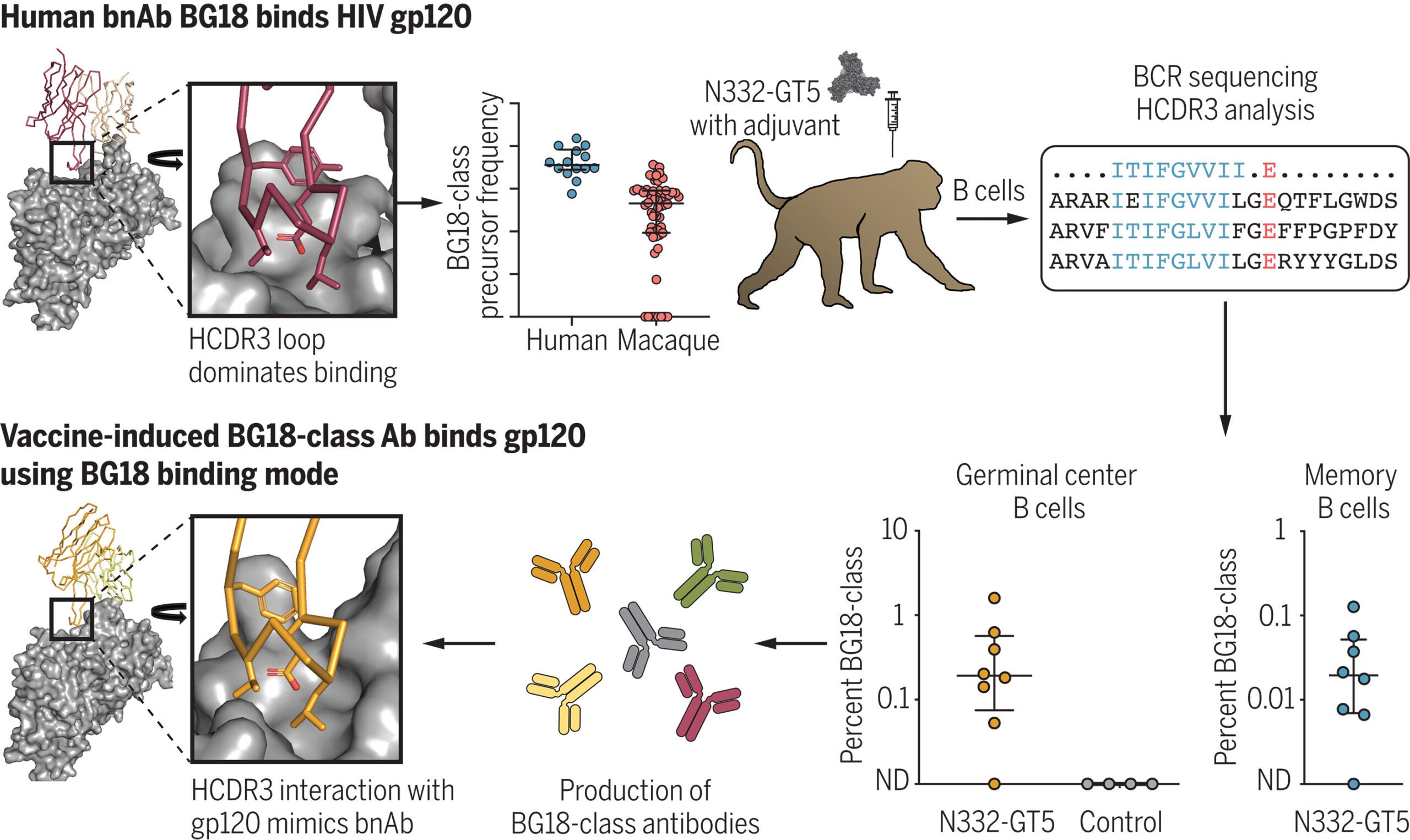 Test of HCDR3-dominant germline targeting in RMs.
The HIV bnAb BG18 uses an HCDR3-dominant binding mode. BG18-class naïve precursors occur at low frequency in humans and RMs.