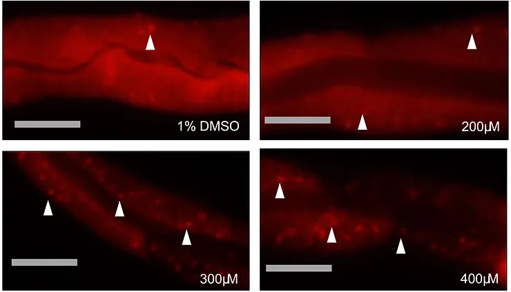 Induced autophagy by rilmenidine perturbed polyQ aggregation. (a) Representative images of day 2 adult transgenic animals, expressing the intestinal specific autophagy reporter gene