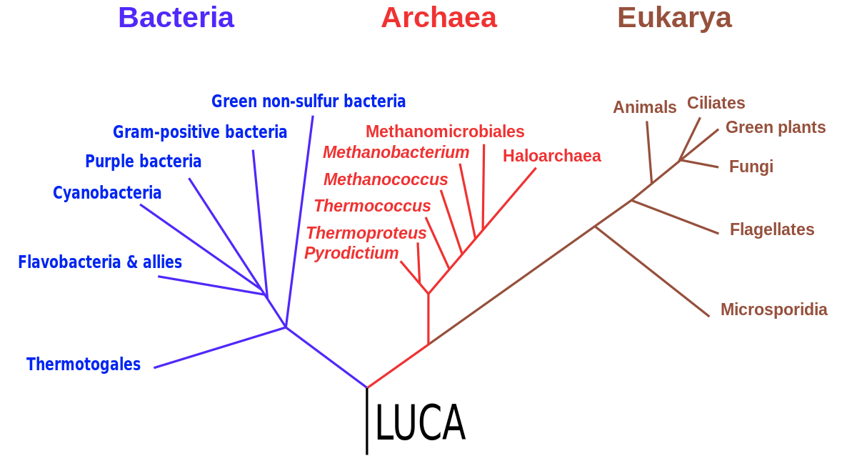 All life on Earth can be traced back to a single common ancestor - The ...