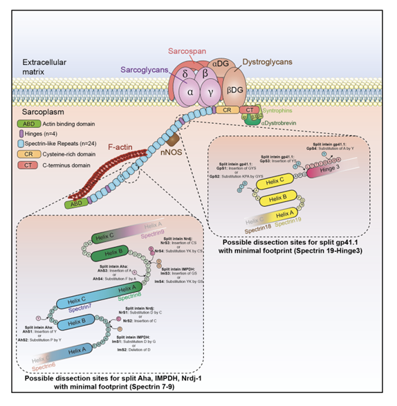 Illustration of splitting sites tested with triple AAV vector strategy to express the full-length dystrophin.