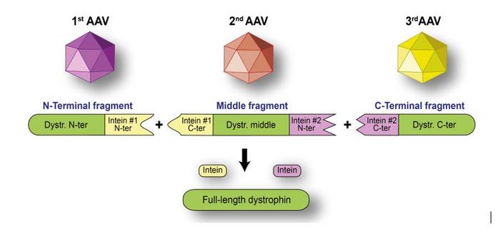 A schematic illustration of a multi-shuttle system to deliver full dystrophin protein to muscle cells body-wide as a genetic therapy for muscular dystrophy. 