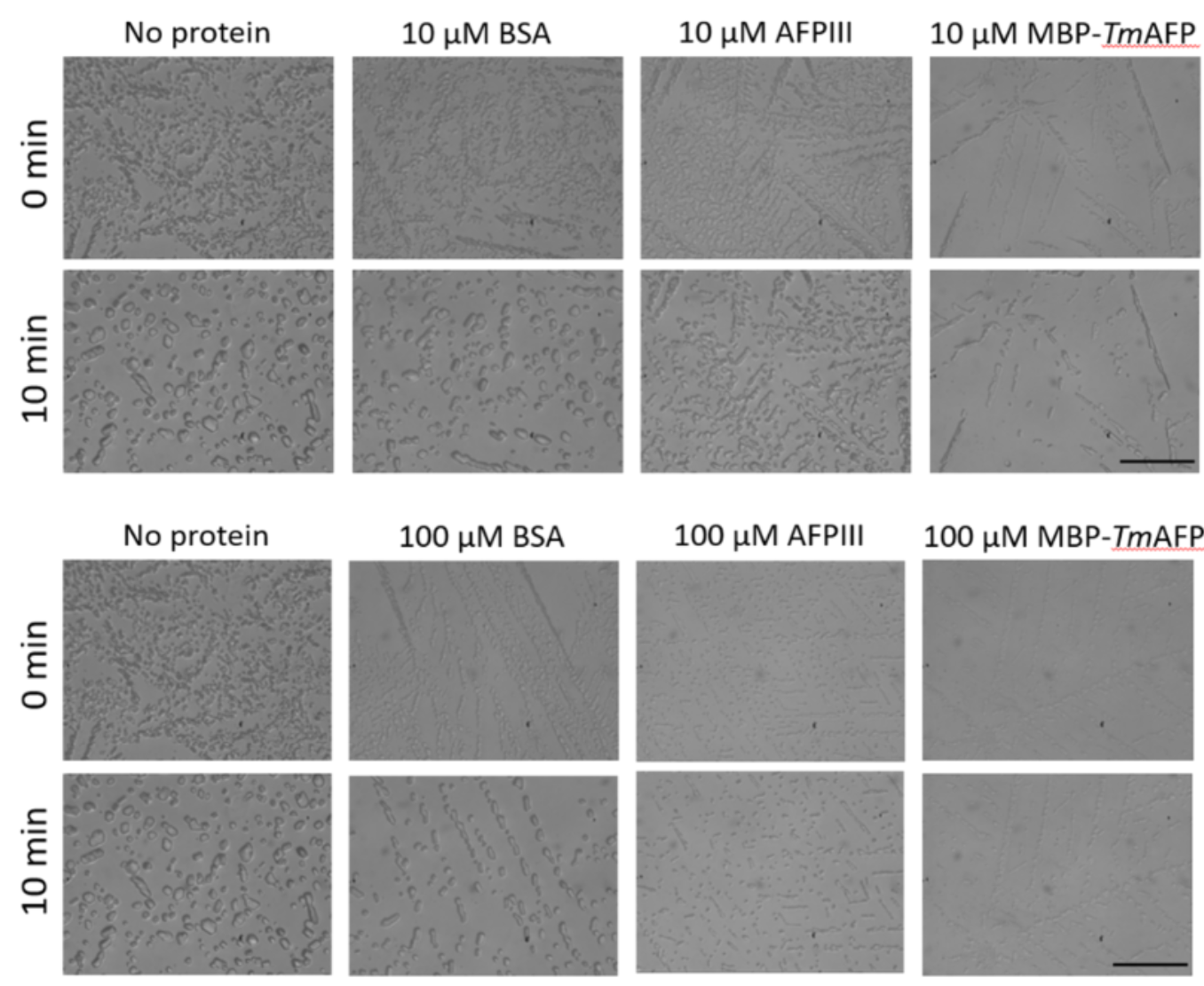 Ice recrystallization inhibition of vitrified AFP in 40%DMSO solutions at −50 °C. Scale bar = 50 μM. 