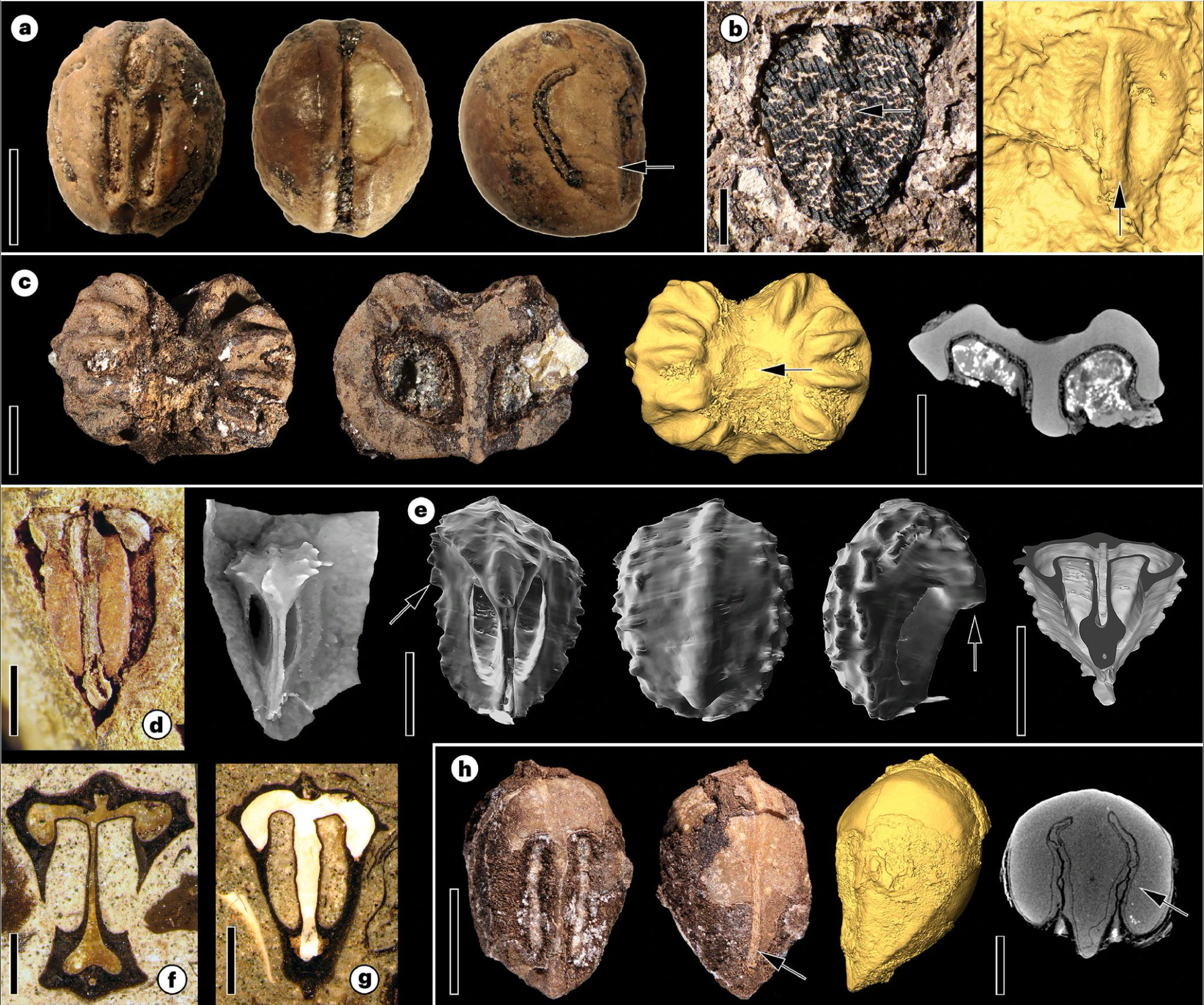Vitaceae fossil seeds.