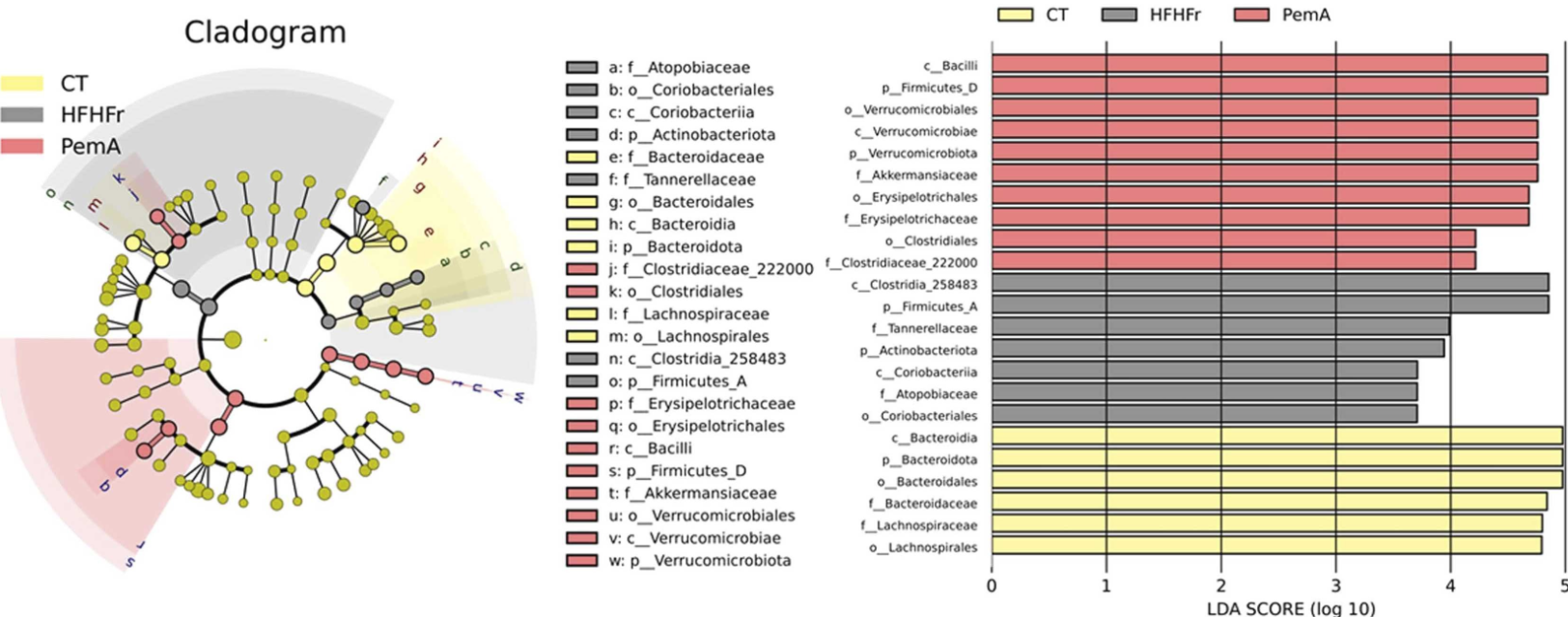 The cladogram (left panel) and the Linear Discriminant Analysis (LDA) Effect Size (LEfSe) score plot (right panel) demonstrate the differences in the relative abundance of bacterial tax