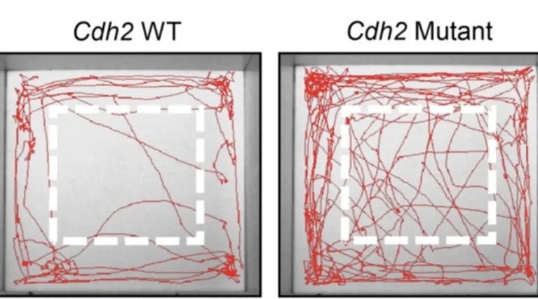 The regular CDH2 gene, and the gene in mutated form as found in the Israeli family that was subject of the Ben Gurion University study, and in the mice subsequently raised. 