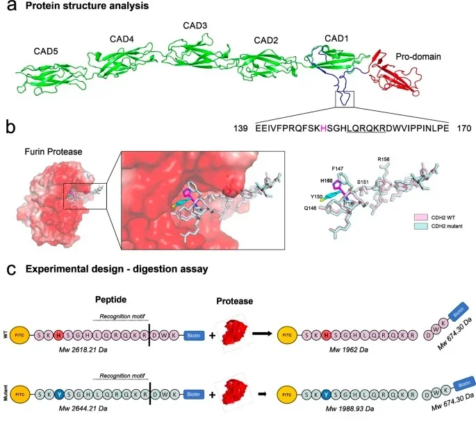 Structural analysis and disrupted cleavage of CDH2-mutated peptides. In-silico protein modeling. Ribbon representation of N-cadherin extracellular domains allows assessing the location of the identified mutation. Red, prodomain; green, extracellular cadherin domains (CADs 1-5); Blue, unstructured linker.