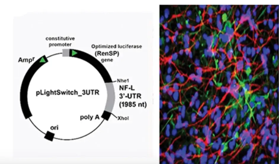 Analysis of the hsa-miRNA-30b-5p (miRNA-30b) interaction with the Homo sapien NF-L 3'-UTR. Analysis of the hsa-miRNA-30b-5p (miRNA-30b) interaction with the Homo sapien NF-L 3'-UTR.