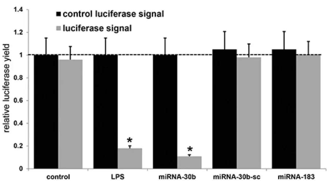 For each experiment (using different batches of HNG cells) a control luciferase signal was generated that included separate controls with each analysis. For each experiment (using different batches of HNG cells) a control luciferase signal was generated that included separate controls with each analysis.