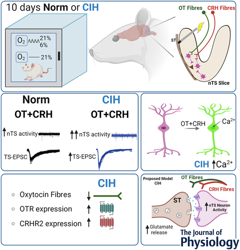 Chronic intermittent hypoxia (CIH) in rodents mimics the hypoxia-induced elevation of blood pressure seen in individuals experiencing episodic breathing