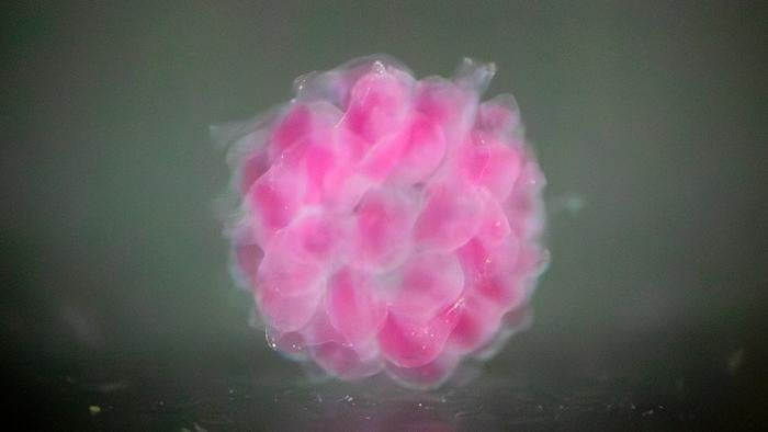 Reminiscent of a raspberry, this voxelated hollow sphere made of a single layer of droplets was generated using digital assembly of spherical particles, or DASP, a 3D bioprinting process developed in assistant professor of materials science and engineering Liheng Cai’s lab.