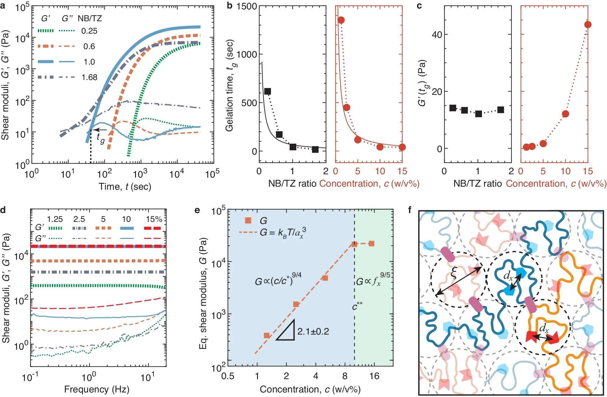 Crosslinking kinetics and stiffness of single-network PAM hydrogels crosslinked through biofriendly click chemistry.