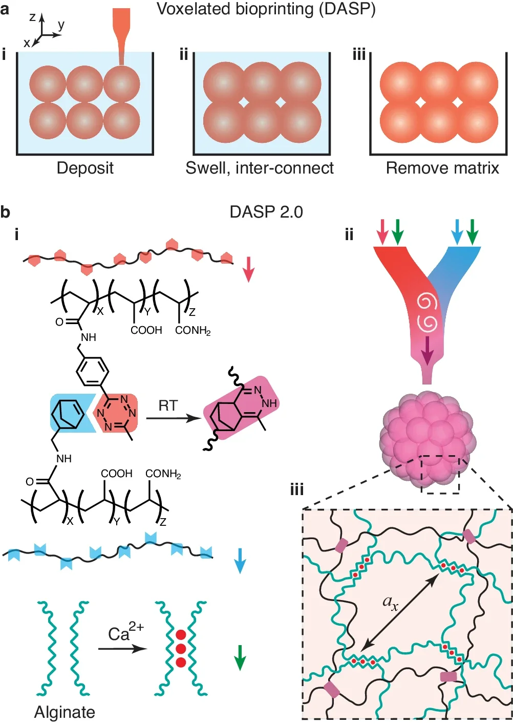 Digital assembly of spherical particles (DASP) made of modular double-network bio-inks.