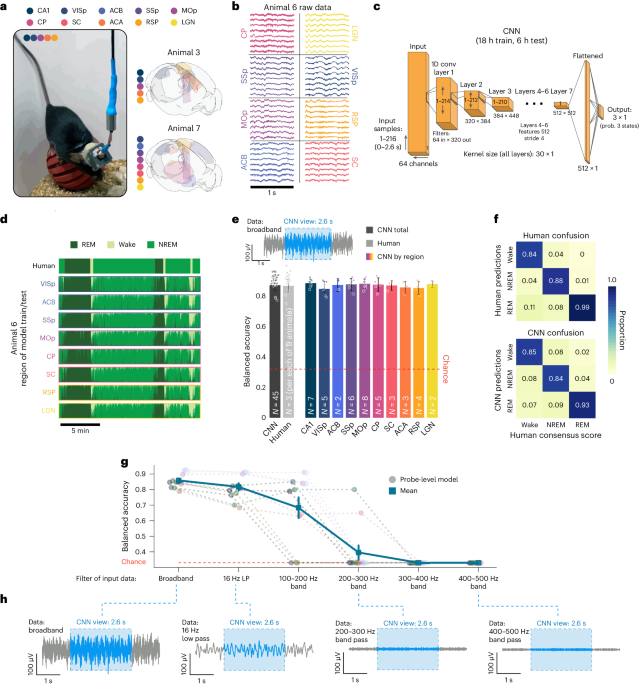 CNNs learn robust signatures of sleep and wake from raw neural data in all brain regions. (CREDIT: Nature Neuroscience)