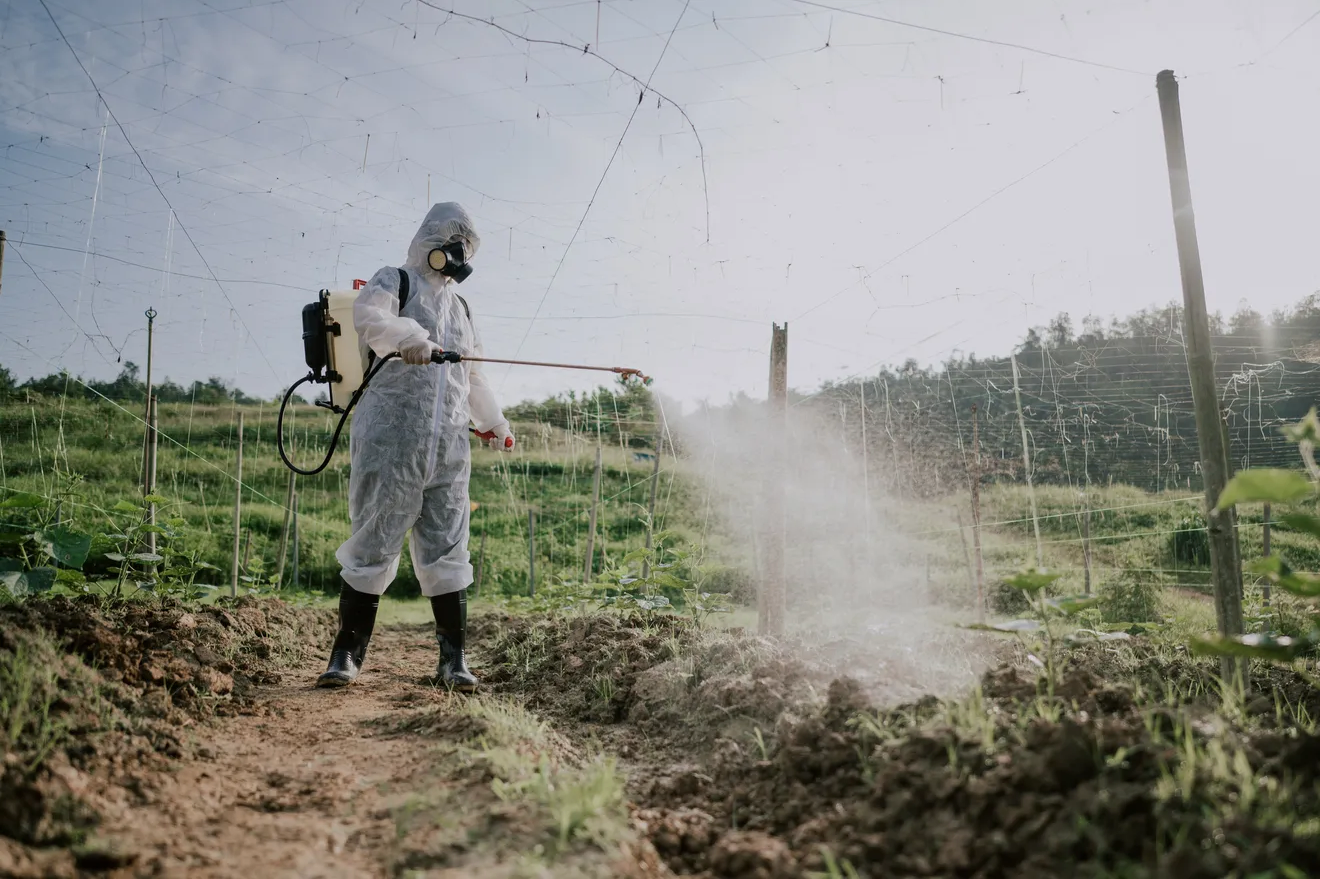 Chlormequat is banned for use on food crops grown in the United States, according to the Environmental Protection Agency (EPA).