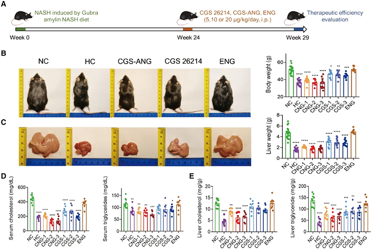 In vivo lipid-regulating effects of CGS-ANG in GAN diet-induced disease model. A) Schematic illustration of protocol for fully developed disease establishment in C57BL/6J mice and therapeutic study of CGS-ANG.