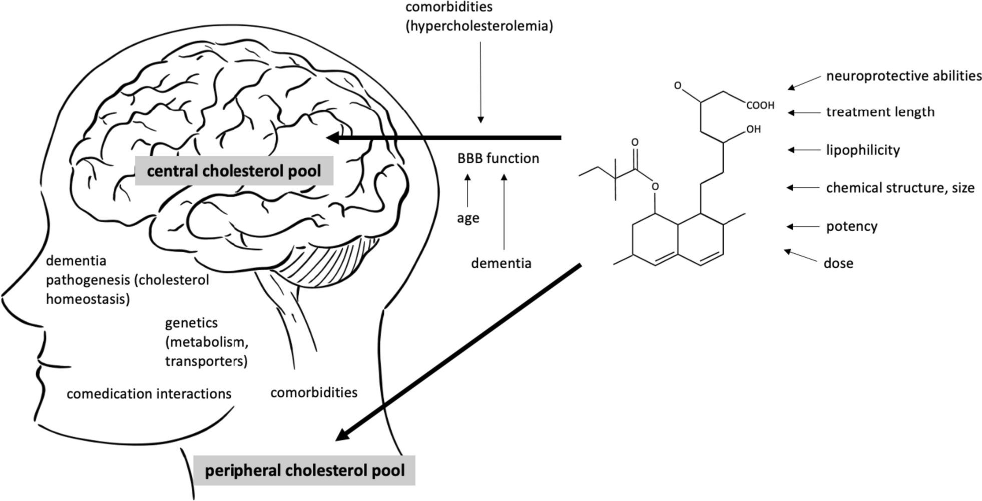 Interaction between the patient’s and medication’s characteristics potentially influence the cognitive effects of statins. Two separate cholesterol pools in the body are thought to be connected to the risk of Alzheimer’s disease (AD), central and peripheral.