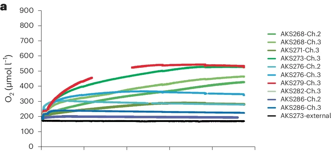 Oxygen concentrations in μmol l−1 measured by calibrated O2 optodes through time in h in the different benthic chamber incubations.