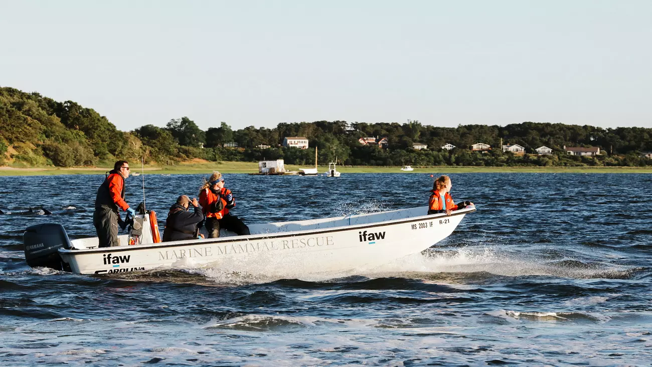 IFAW MMR team responding the massive stranding of 125 dolphins in Cape Cod. 