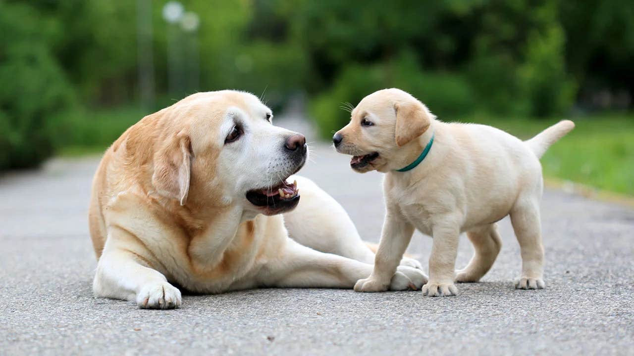 A groundbreaking study offers hope, suggesting a simple yet profound way to potentially extend a dog's lifespan.