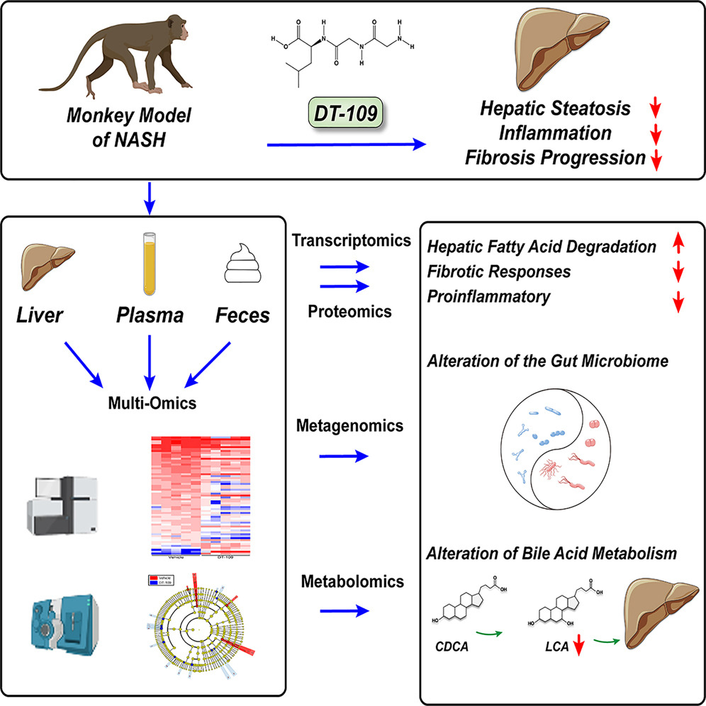 A nonhuman primate NASH model is established to mimic human disease. 
