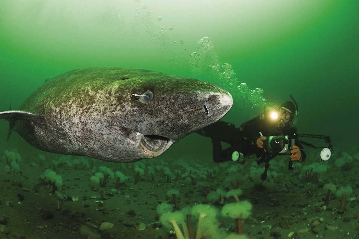 These sharks inhabit the cold, stable environments of the North Atlantic and Arctic surface waters, growing just a few centimeters each year. These sharks inhabit the cold, stable environments of the North Atlantic and Arctic surface waters, growing just a few centimeters each year. (CREDIT: Creative Commons)