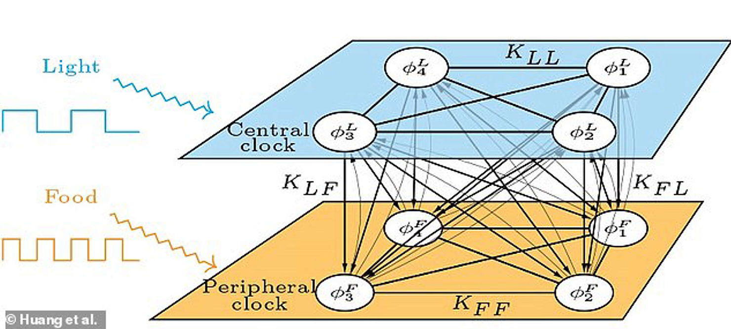 Illustration depicts the team's mathematical model. It consists of two populations of coupled oscillators, where one population represents the central clock in the brain, influenced by light, and the other population represents a peripheral clock, influenced by food. 