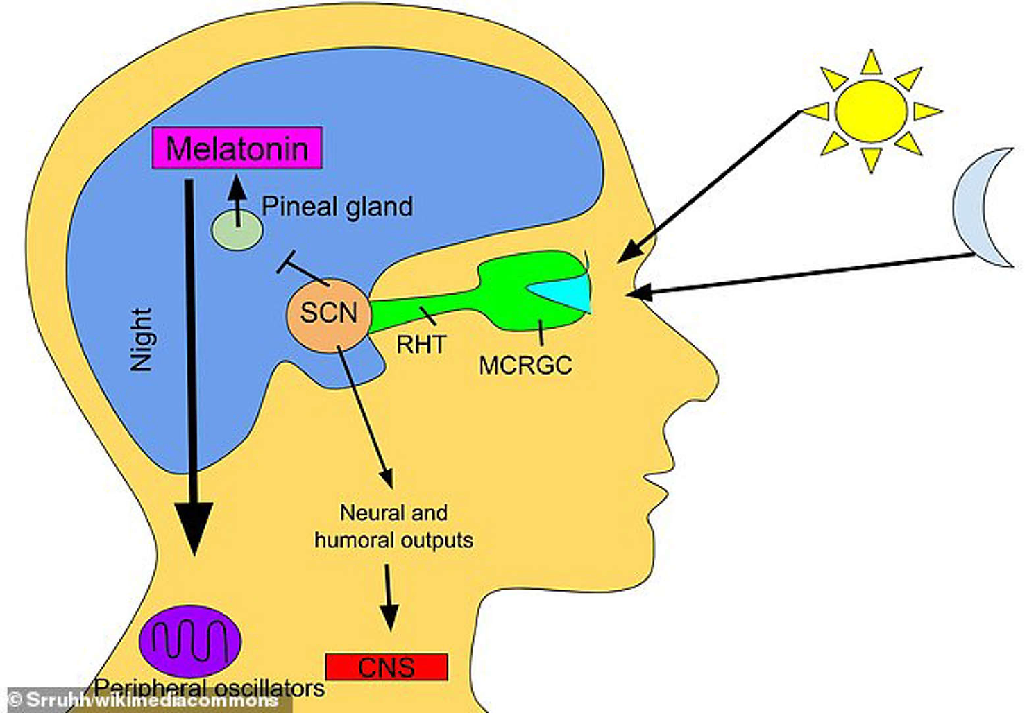 When eyes receive light from the sun, the pineal gland's production of melatonin is inhibited, and the hormones produced keep us awake. When the eyes do not receive light, melatonin is produced in the pineal gland and the human becomes tired. 