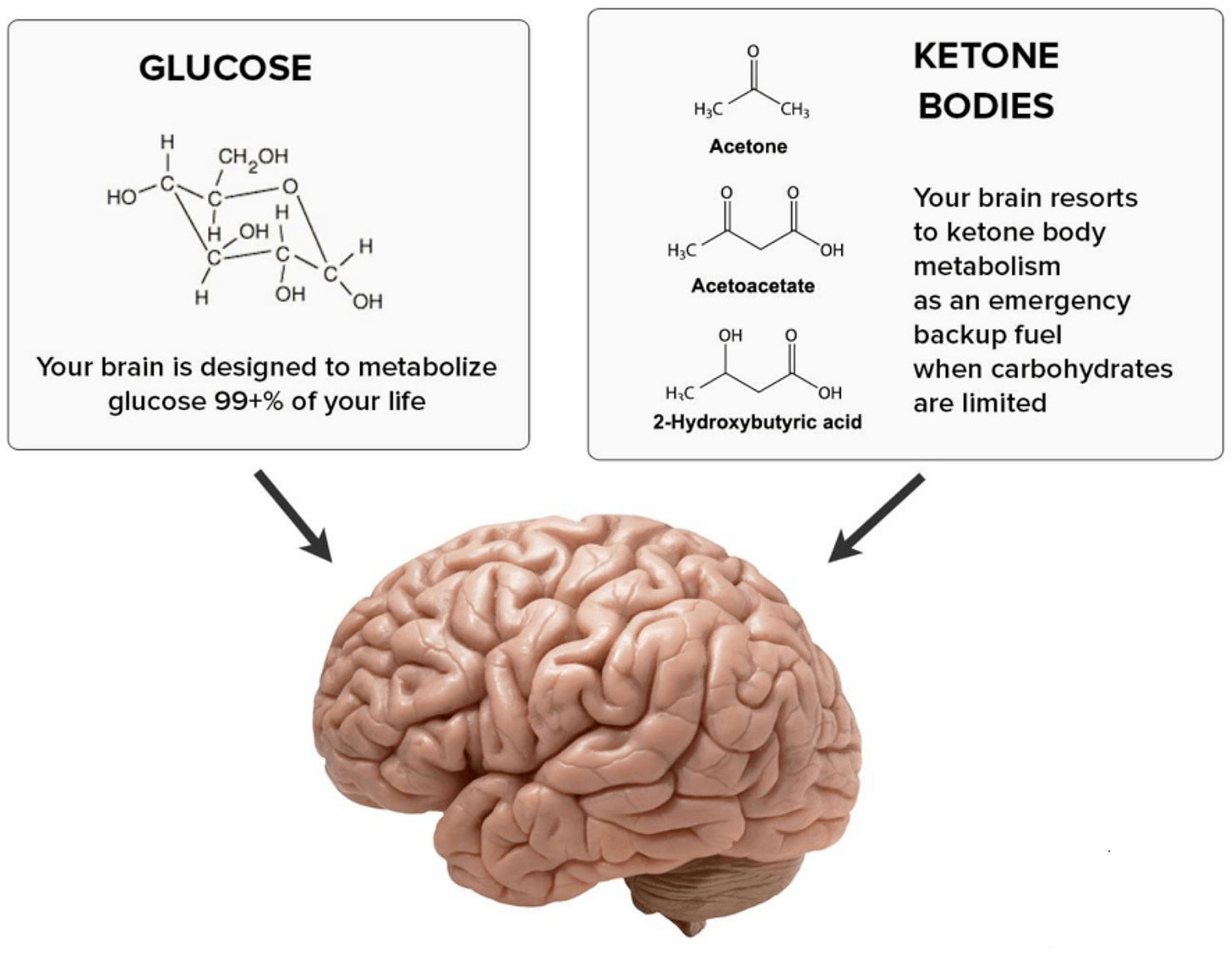Your brain occupies only 2% of your body weight but consumes about 20% of your body’s oxygen and up to 50% of your body’s glucose. 