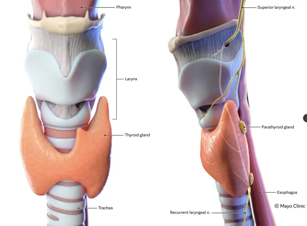 In addition to the larynx, surgeons transplanted the pharynx, upper trachea, upper esophagus, thyroid and parathyroid glands, blood vessels, and nerves.