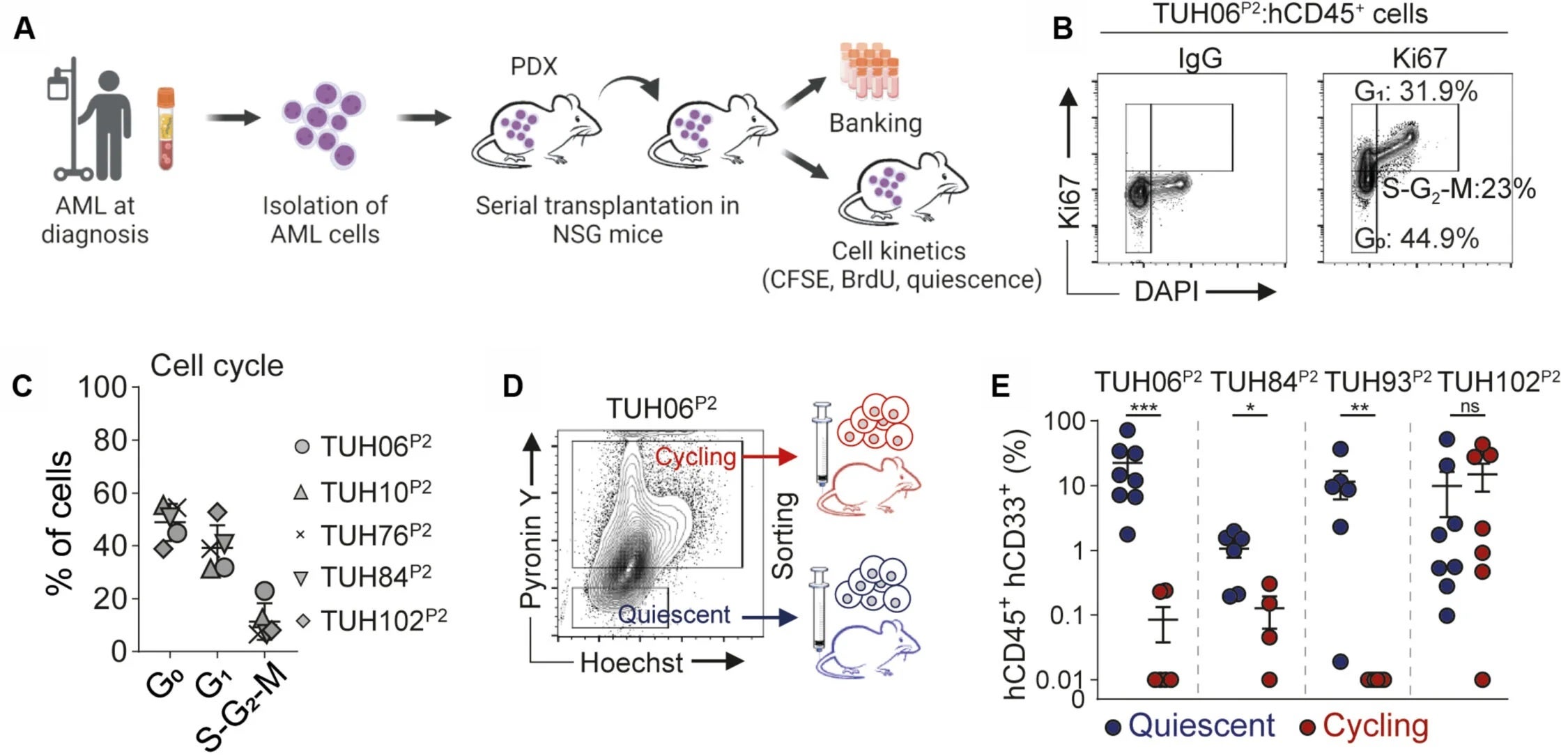 Quiescent and cycling cells show different fates in AML PDX models.