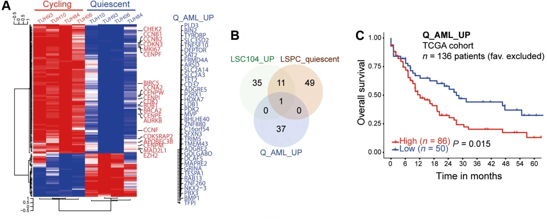 LSC molecular features are found in the quiescent subset of AML cells.