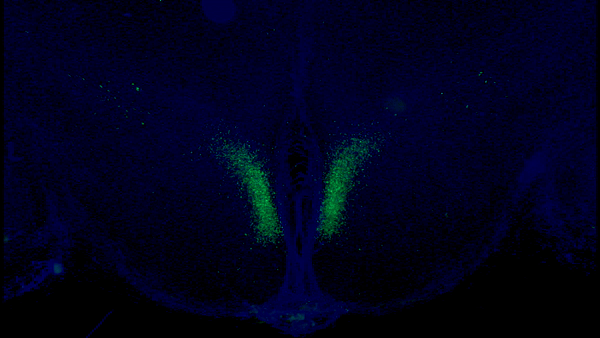 A new study from Washington University School of Medicine in St. Louis has identified a key feedback loop between the brain and the fat tissue that governs aging in mice. Key neurons (shown in green) in the dorsomedial hypothalamus of the brain activate fat tissue to produce cellular fuel. When these specific neurons are activated in older mice, they live longer than control mice. 