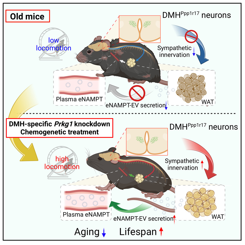 Graphical Abstract: These findings clearly demonstrate the importance of the inter-tissue communication between the hypothalamus and WAT in mammalian aging and longevity control. 
