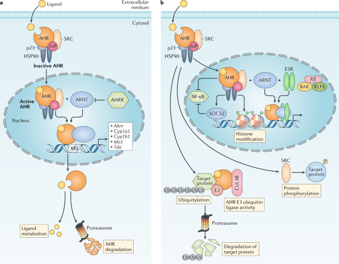 AHR signalling.