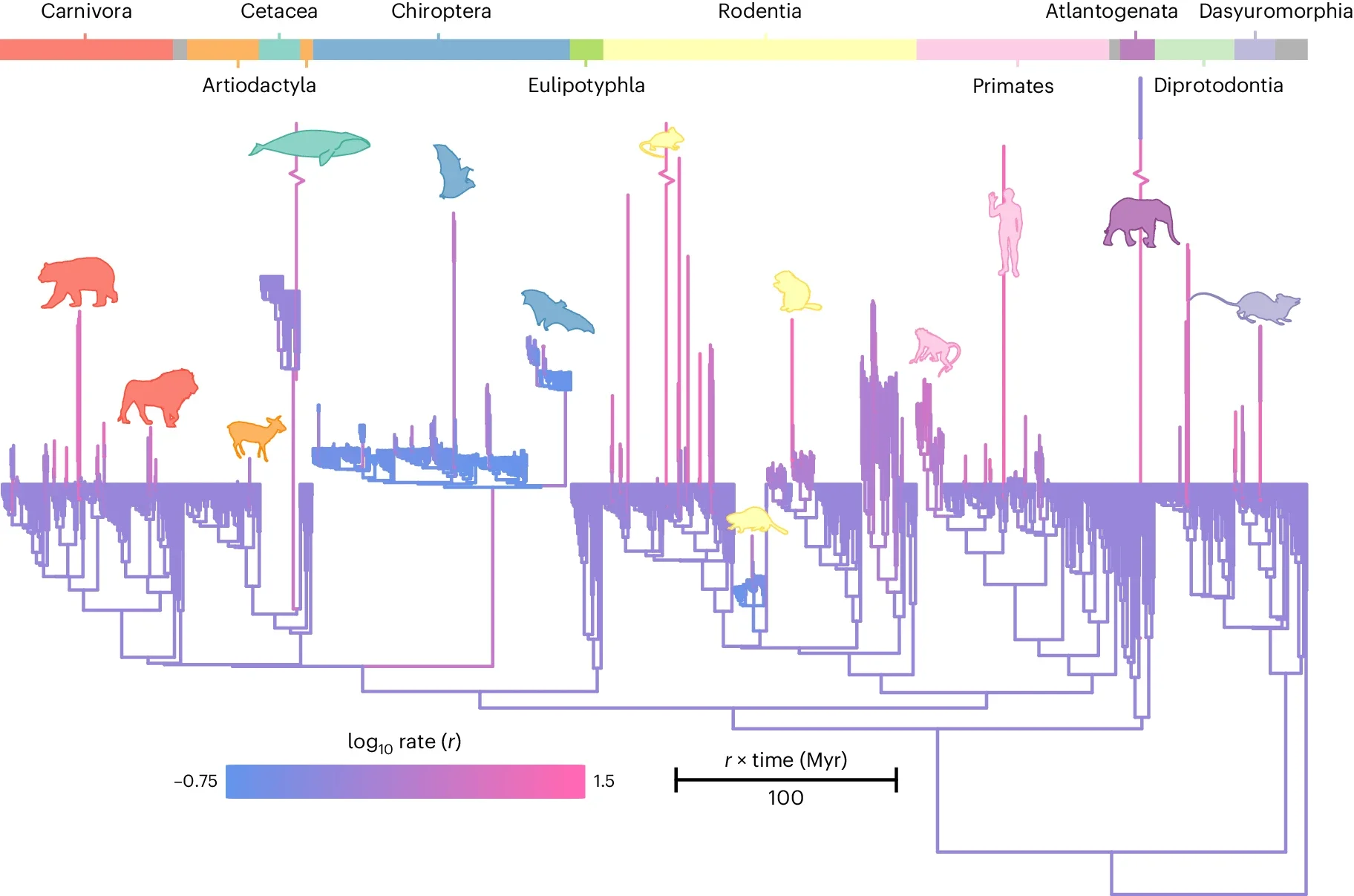 The mammal phylogenetic tree used in this study where branches are coloured according to the (log10) rate of relative brain mass evolution 