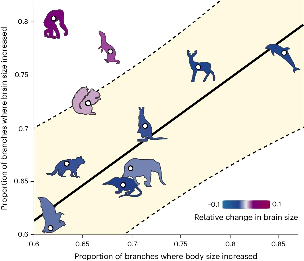 The proportion of branches where brain mass increased compared with the proportion of branches where body mass increased is plotted per taxonomic group. 
