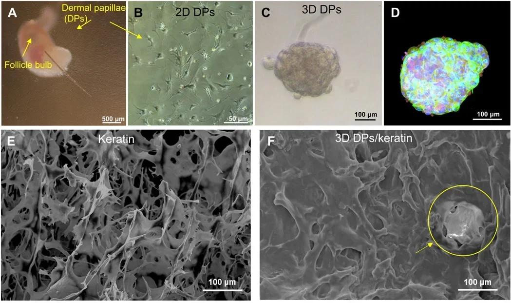 Formation and analysis of three-dimensional dermal papilla (DP) spheroids generated from mouse vibrissae–derived DP cells. Scale bar represents 500 μm.