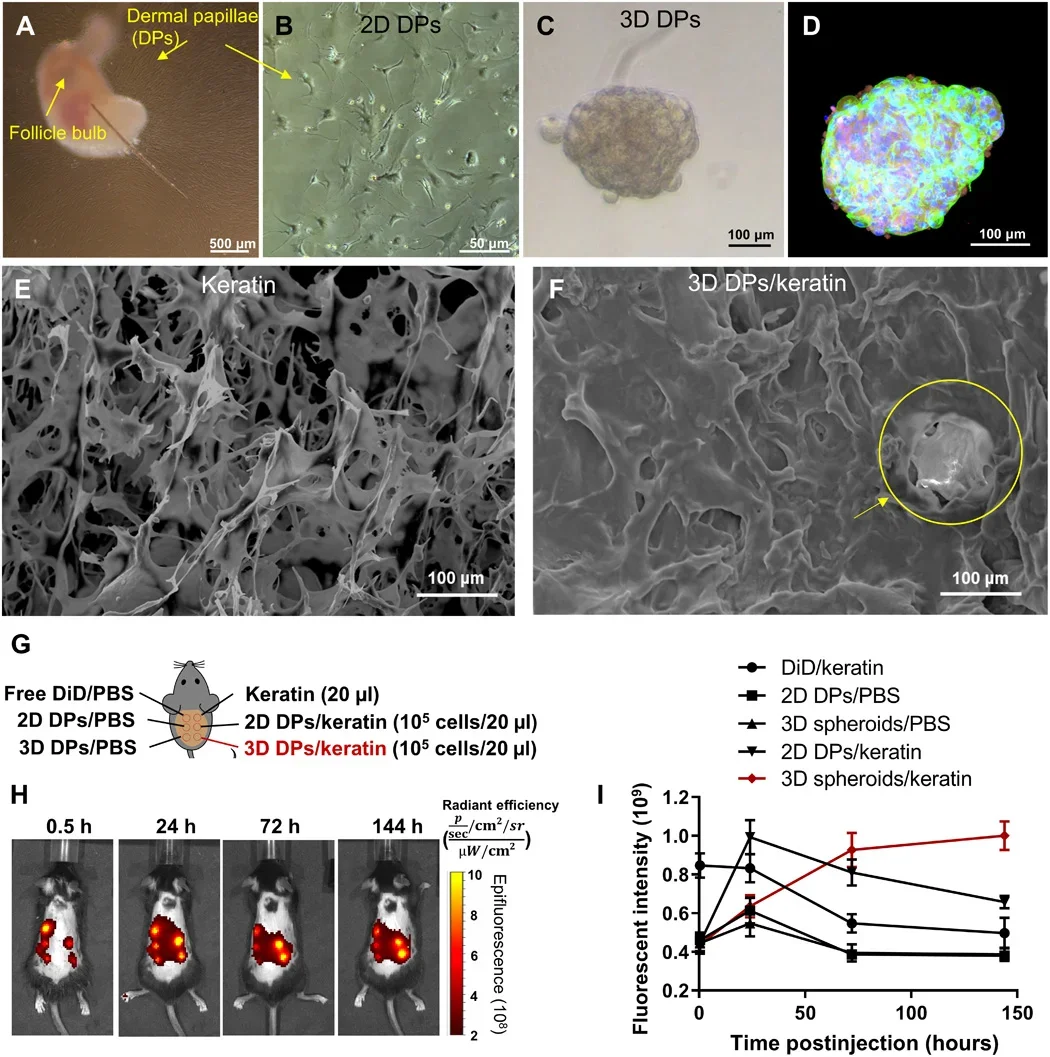 The preparation and characterization of 3D DP spheroids. Isolation of mouse dermal papilla (DP) cells from vibrissae. Scale bar, 500 μm. 