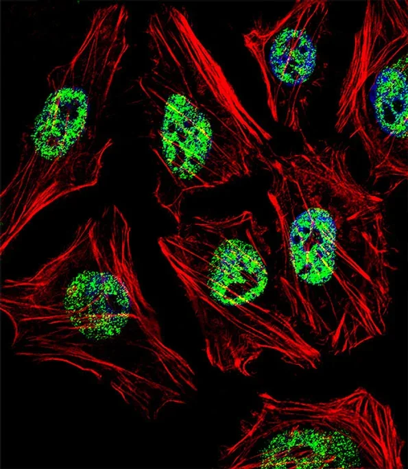 Fluorescent confocal image of NANOG Polyclonal Antibody.