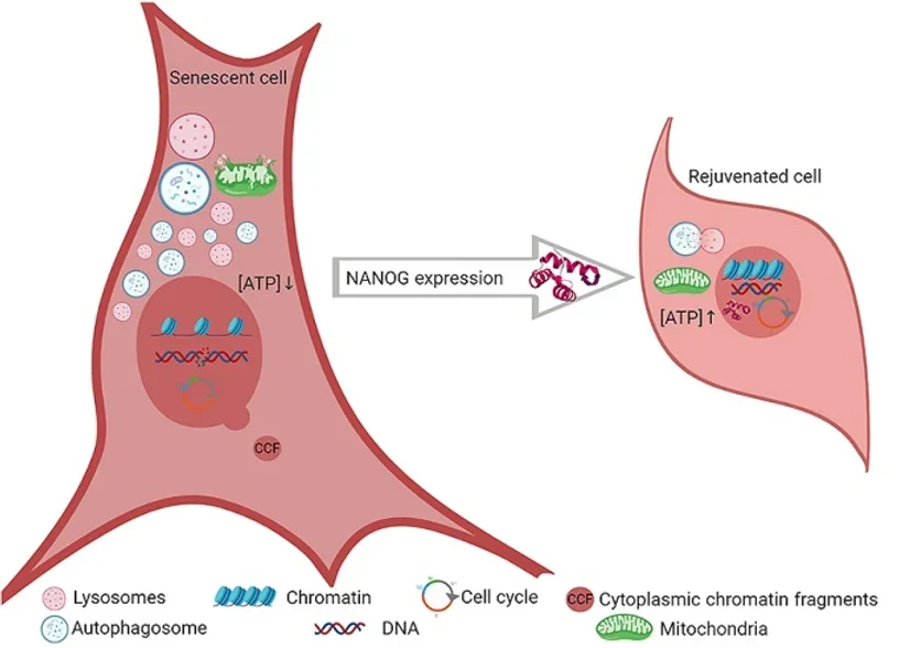 This illustration depicts a senescent muscle cell (left) alongside the many contributing factors behind its reduced capacity for growth and division.