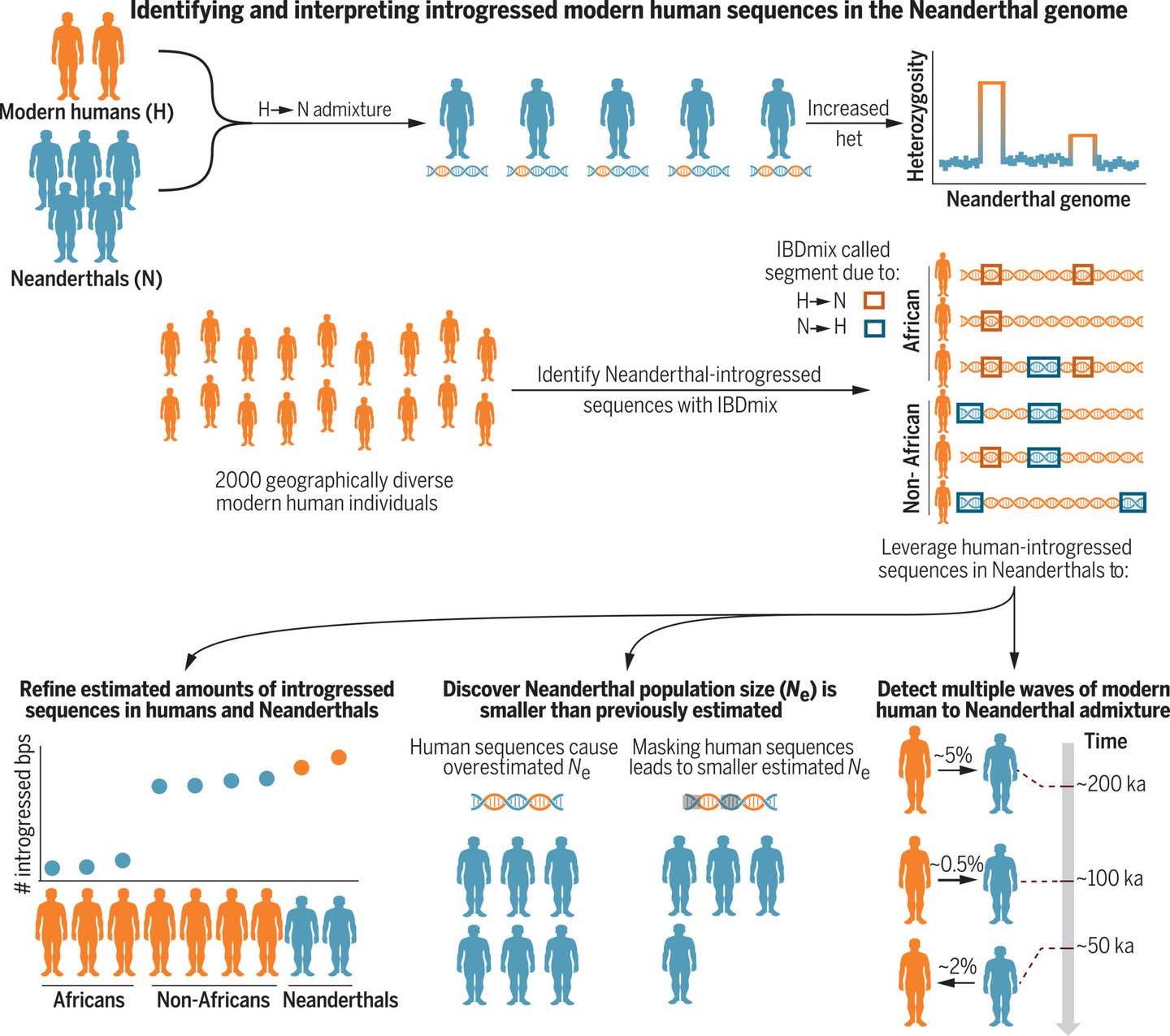 Detecting modern human–to-Neanderthal gene flow (H→N) and its consequences. Modern human–to-Neanderthal admixture causes a local increase in heterozygosity in the Neanderthal genome, a characteristic that enabled approaches to quantify and detect introgressed sequences. Detecting modern human–to-Neanderthal gene flow (H→N) and its consequences. Modern human–to-Neanderthal admixture causes a local increase in heterozygosity in the Neanderthal genome, a characteristic that enabled approaches to quantify and detect introgressed sequences.