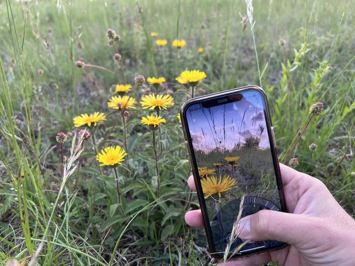The Flora Incognita app makes it easy to identify plants with a smartphone.

