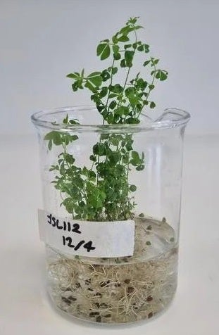 Lotus japonicus. 